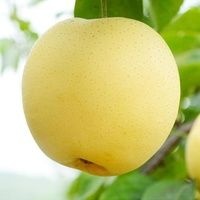 赵县皇冠梨 55mm以上 200-250g