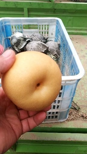 冠县 一级丰水梨，山东丰水梨，冠县丰水梨