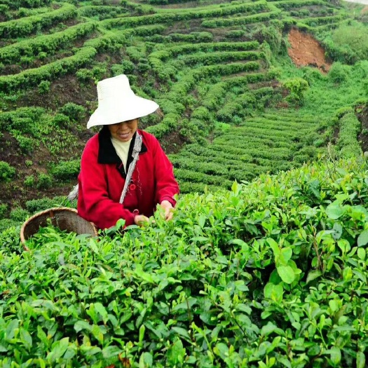 丹江口市云雾茶 特级 礼盒装