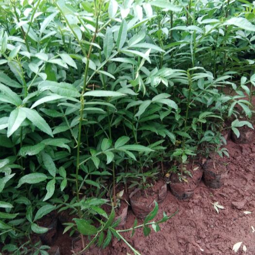 昭通九叶青花椒苗 袋苗规格齐全，量大从优，