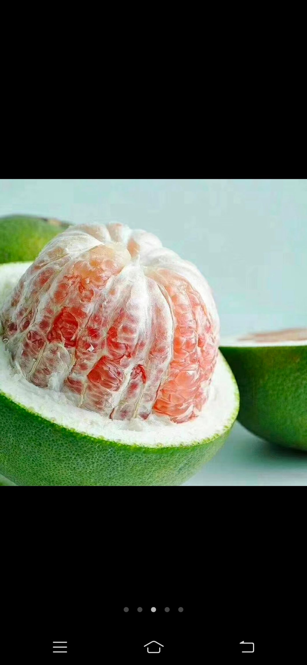 泰国青柚苗 嫁接苗