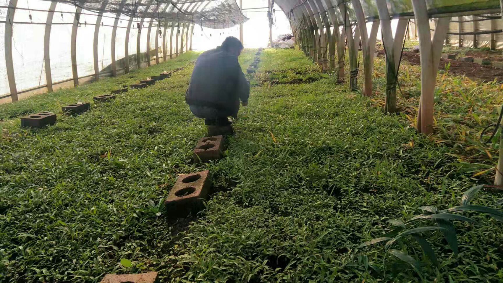 紫花白芨苗 紫花三叉大白芨