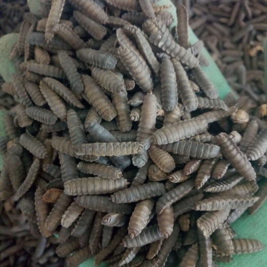 石家庄优质黑水虻种蛹