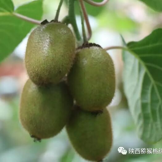苍溪县 正宗苍溪县红心猕猴桃乐天家庭农场果园直供开始接受全国预订