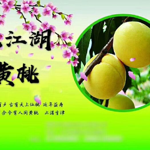 资兴市 湖南资兴东江湖清江水果之乡黄桃   顺丰包邮