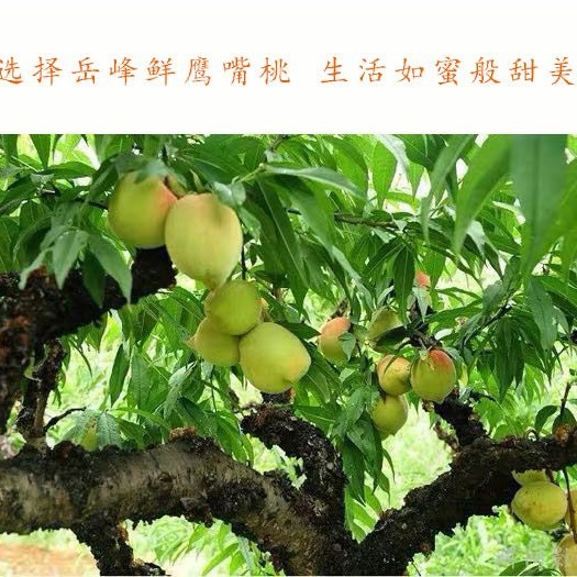 株洲鹰嘴蜜桃 选择岳峰鲜鹰嘴桃  生活如蜜般甜美