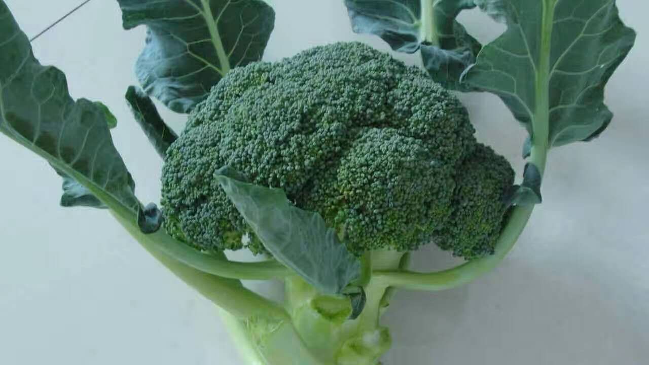 西兰花种子  青花菜种子，耐寒西兰花品种，越秀，绿色