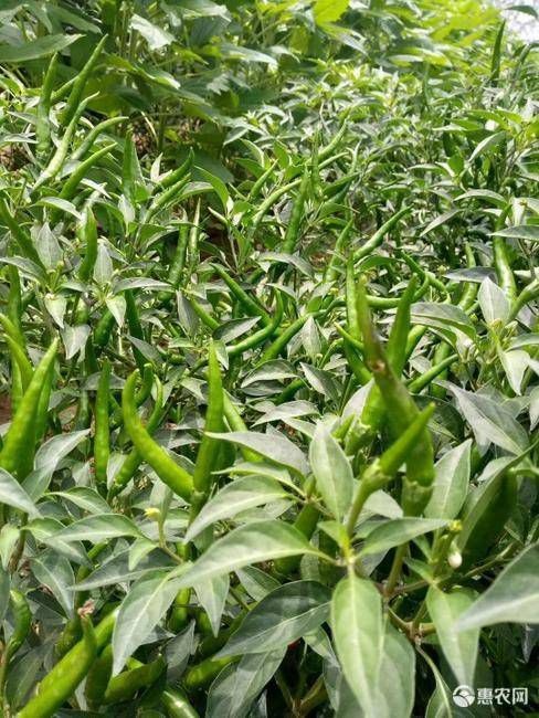 梁山县艳红辣椒 特辣