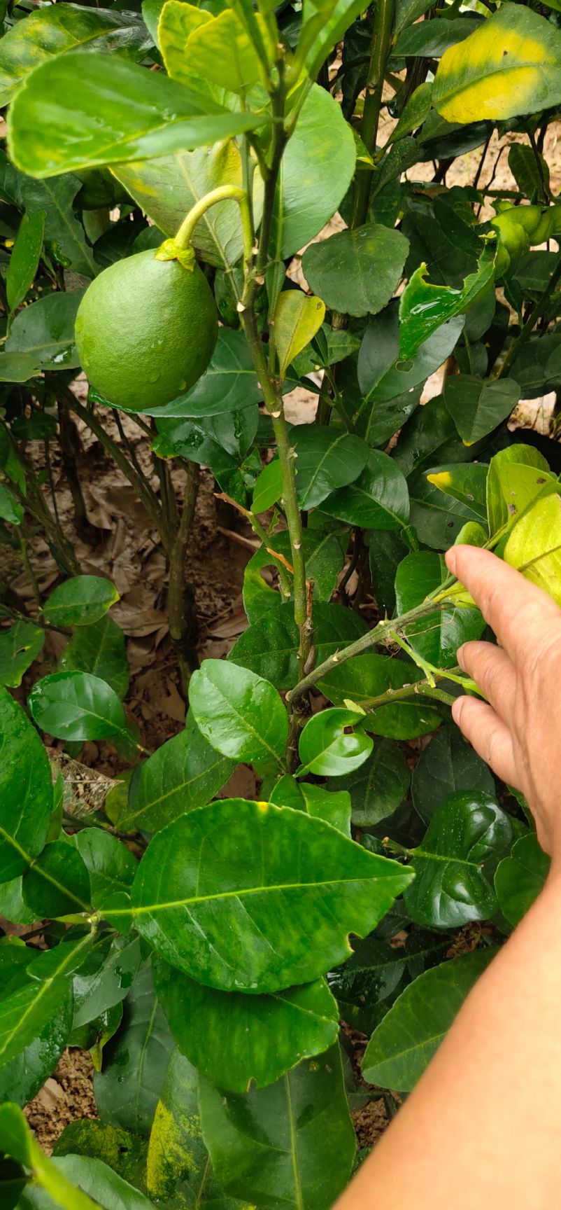 泰国青柚苗 嫁接苗