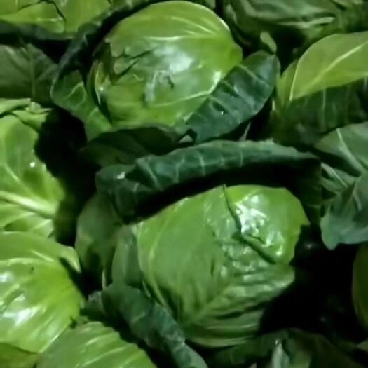 太白县绿甘蓝 訢鲜甘蓝上市，大小匀称，无虫害，鲜绿无比，量大丛优，