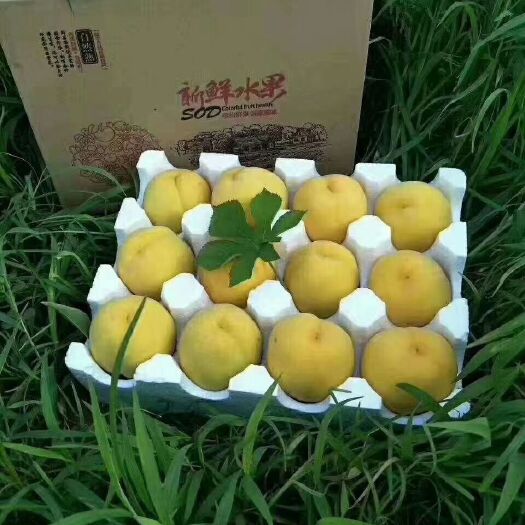 蒙阴县 锦绣黄桃（10斤江浙沪皖包邮，拍下后不支持退款退货）