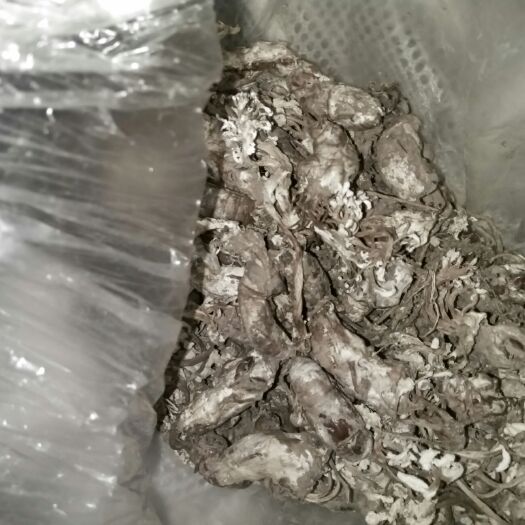 邛崃市蝉花 金蚕花