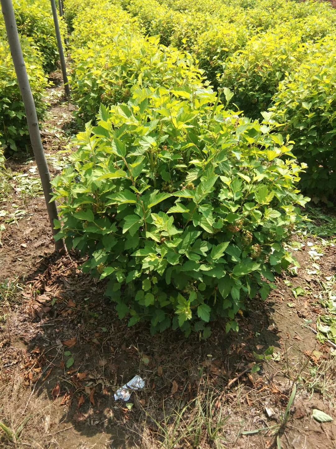 黄刺玫价格 批发黄刺玫 大墩儿黄刺梅