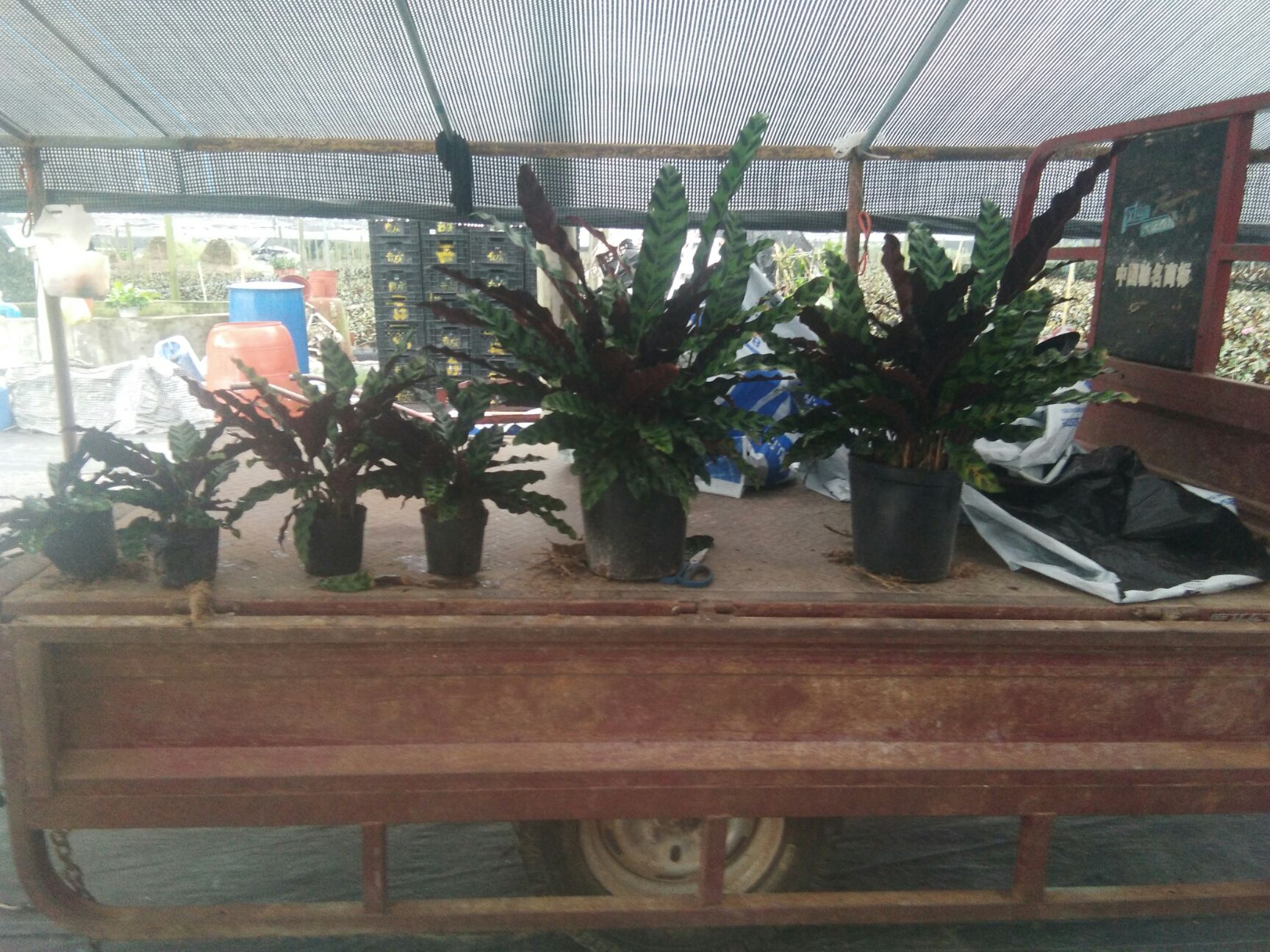 豹纹竹芋 40万盆竹芋，找销路