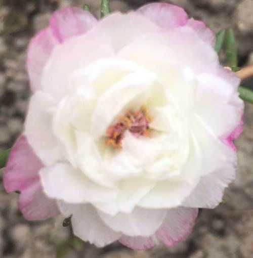 太阳花种子 重瓣太阳花苗盆栽四季开花宿根带根带花苞马齿苋新品针叶牡丹
