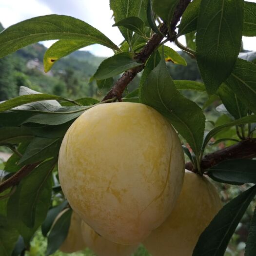 炎陵县 炎陵下村高山奈李
