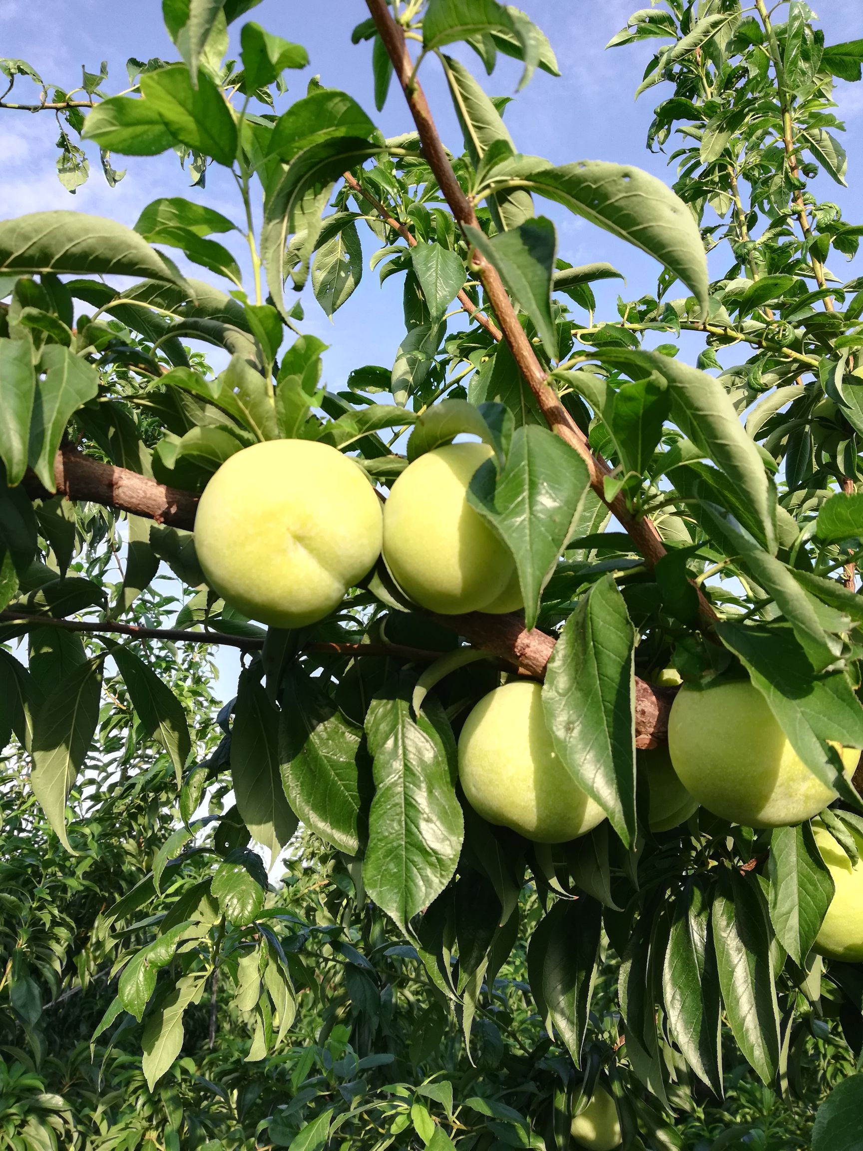 秋姬李子 50mm以上