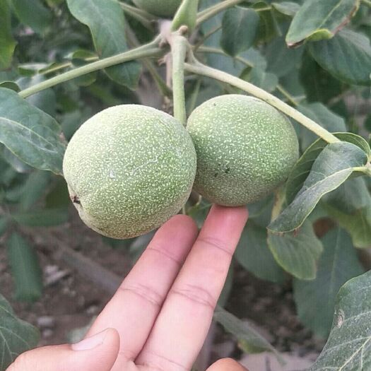 阿瓦提县 新疆185薄皮核桃、新新2