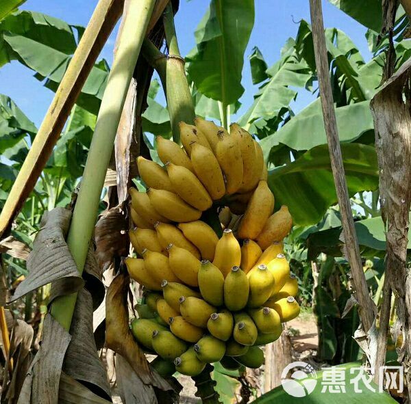 广西小米蕉新鲜香蕉当季水果小芭蕉苹果蕉粉蕉现摘现发水果