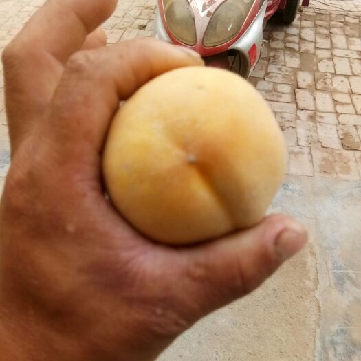 曹县 精品黄桃，