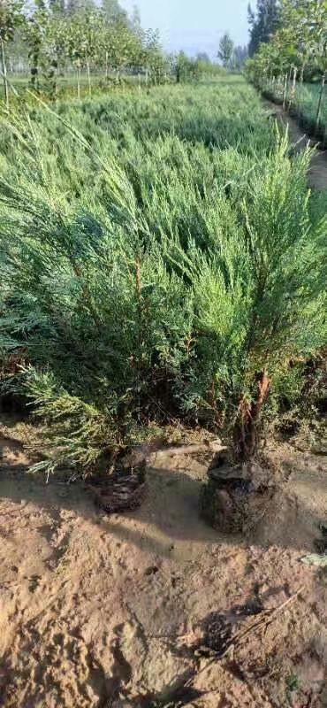 曲阳县 曲阳沙地柏基地刘海凤常年低价出售自家沙地柏价格让你满意