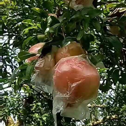 蒙自市蒙自石榴 有意者多多联系骚扰