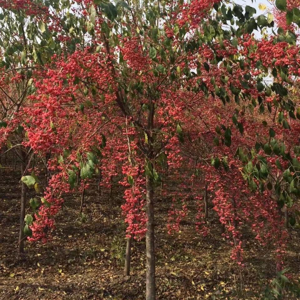 彩叶卫矛   开原市美城苗圃金叶卫矛价格1-8公分 树形优美