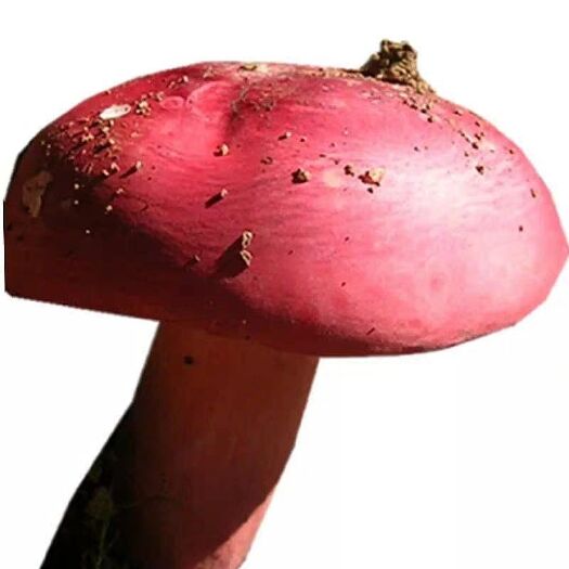 宁强县红葱菌 鲜牛肝菌 野生牛肝菌