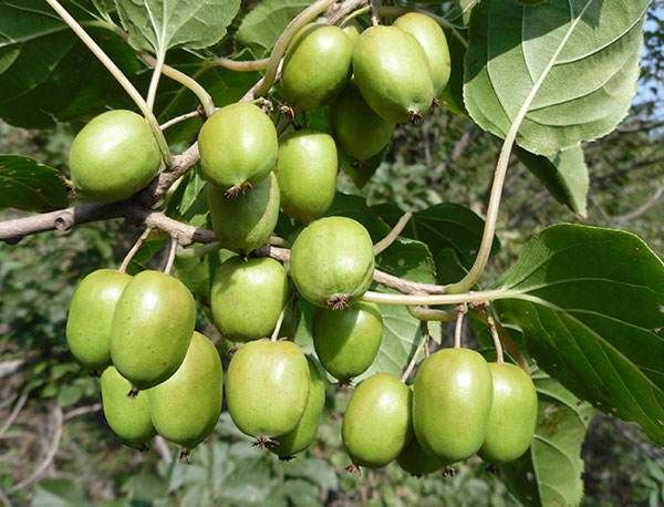 [无毛猕猴桃苗批发]无毛猕猴桃苗 纯嫁接2-3年