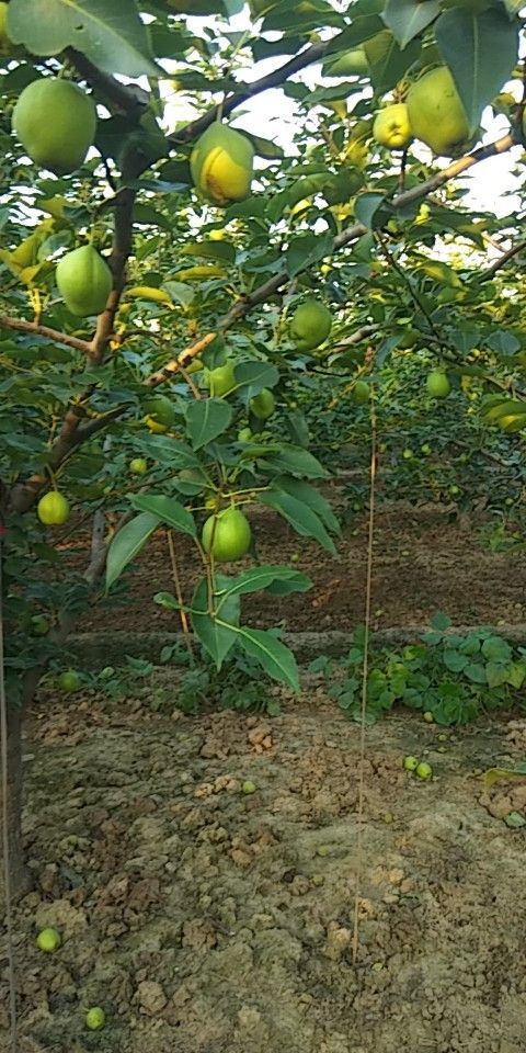 阳信县早酥梨 55mm以上 3-6g