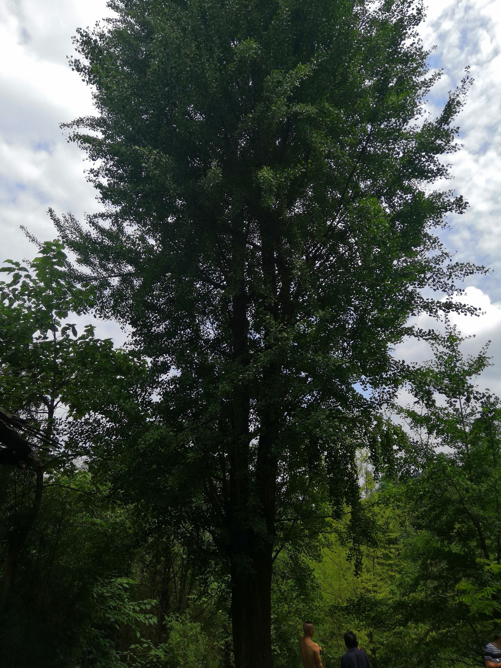 银杏实生树 合劲80公分  2米分叉双杆大银杏