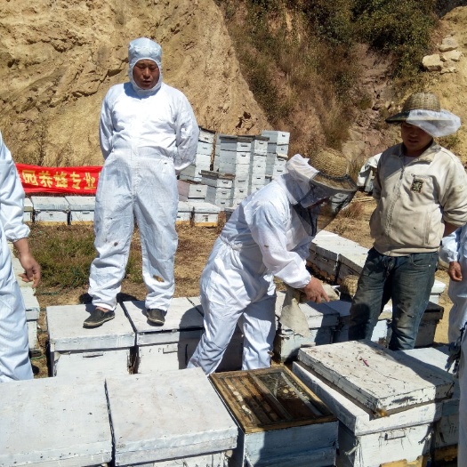 徐州荔枝蜜 合作社专业养殖，可预订