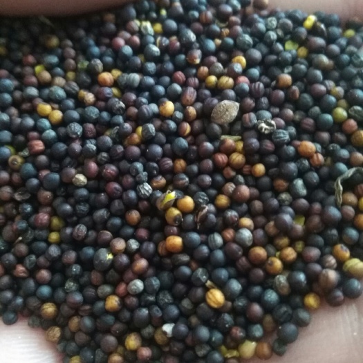 呼伦贝尔油菜籽  菜籽，俄罗斯菜籽。