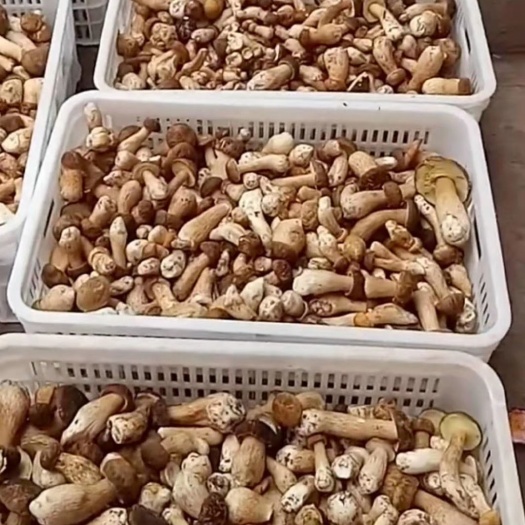 宽甸县美味牛肝菌 鲜牛肝菌 野生牛肝菌