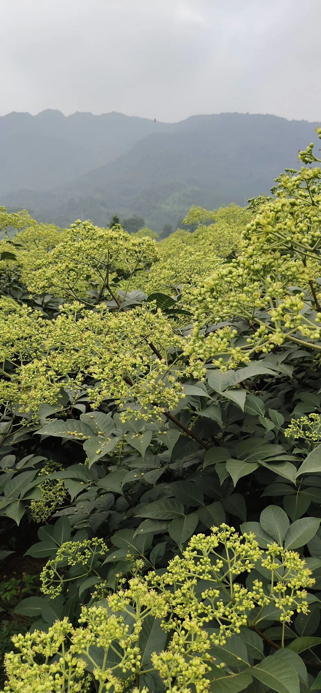 大量供应广西中花吴茱萸苗，江西中花吴茱萸苗