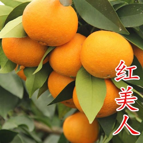 沐川县爱媛28号柑桔苗  象山红美人爱媛28号四川爱媛28号