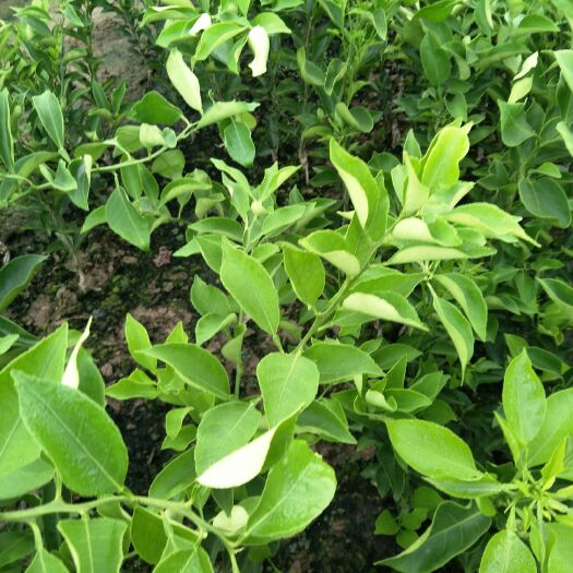 资阳塔罗科血橙苗 香橙砧木的血橙苗