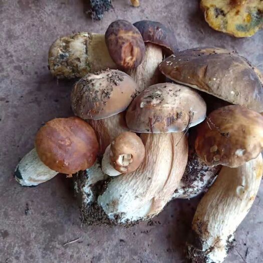 禄劝县 牛肝菌