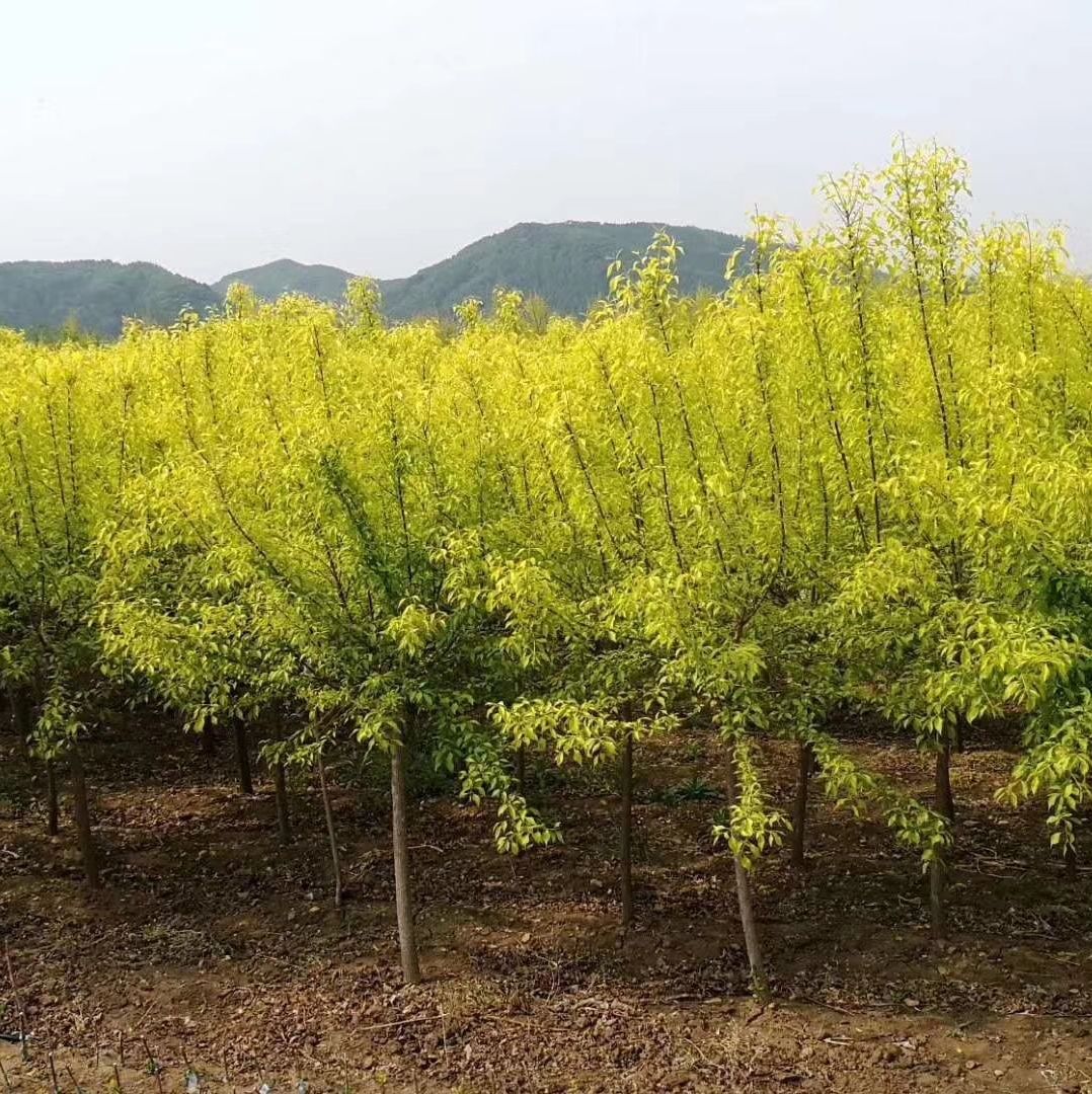 开原市美城苗圃花楸树价格 百花花楸 欧洲花楸