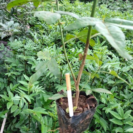 昭通永青一号苗 永清一号袋苗，大规格50公分，地茎0.5
数量五千棵