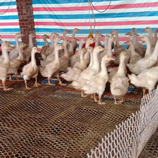 合江县 鹅