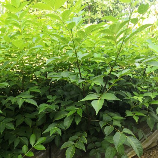 富川县吴茱萸苗