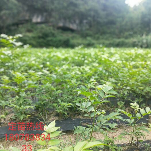 兴安县大量供应广西中花吴茱萸苗，江西中花吴茱萸苗