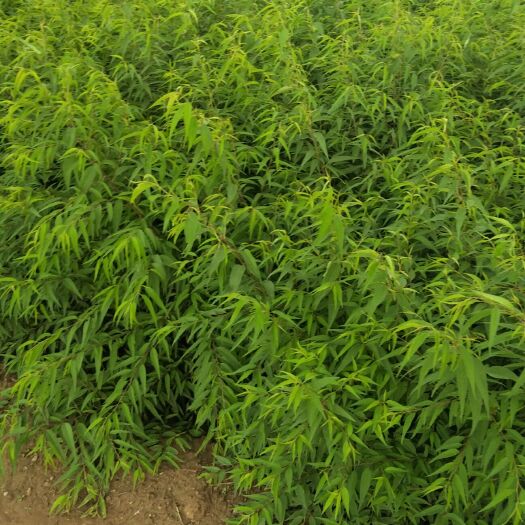 绛县山桃苗 0.5公分以上