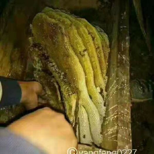 徽县土蜂蜜 绿色无污染深山养殖放心购买
