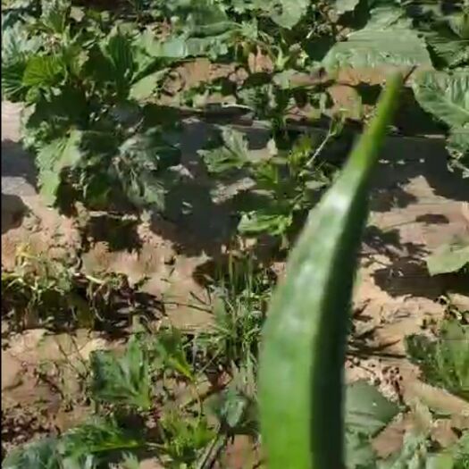 咸阳黄秋葵 8 - 10cm