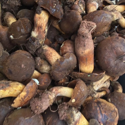 昆明黑牛肝菌 鲜牛肝菌 野生牛肝菌