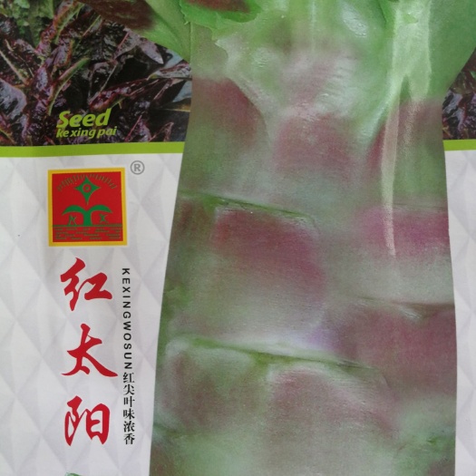 绵阳 红尖叶莴笋种子（科兴红太阳）10g
