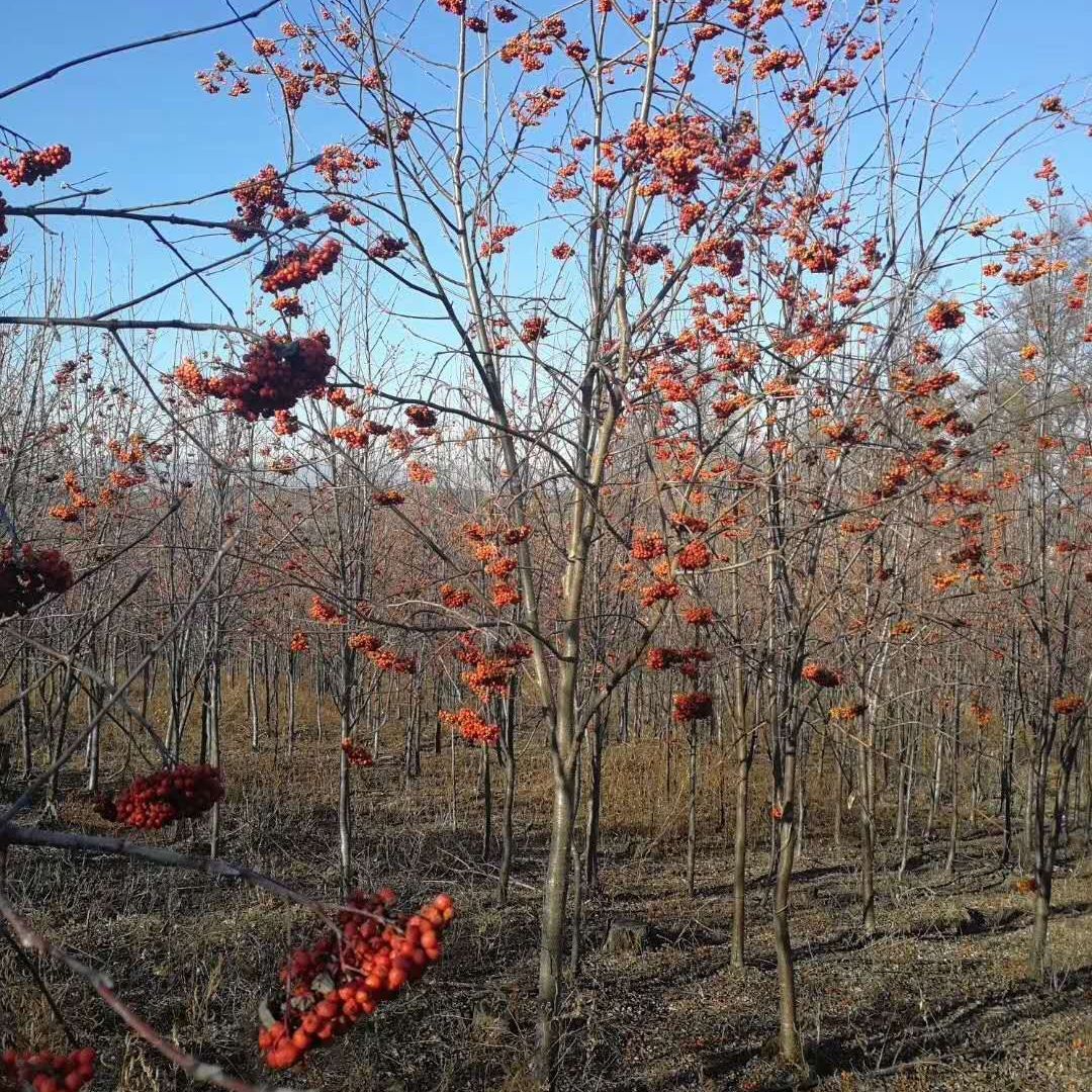开原市美城苗圃花楸树价格 百花花楸 欧洲花楸