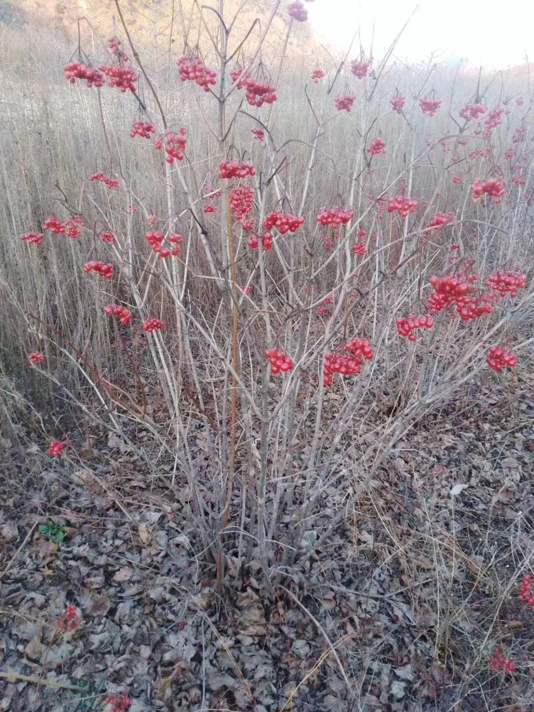 天目琼花价格 鸡树条荚蒾价格 批发天目琼花